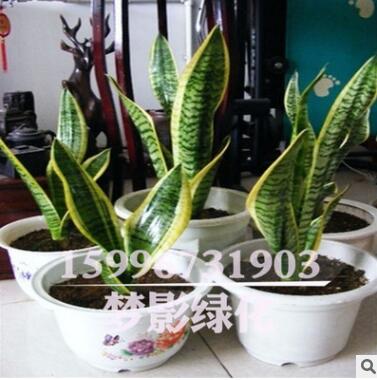 室內花卉盆栽植物金邊虎皮蘭批發多肉植物精品盆景虎皮蘭苗盆栽