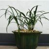 建蘭苗批發(fā)蘭花苗 墨蘭盆栽 惠蘭 四季長(zhǎng)青 墨蘭