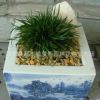 供應地被植物金錢菖蒲盆栽批發(fā) 虎須菖蒲 新品培育菖蒲盆栽苗