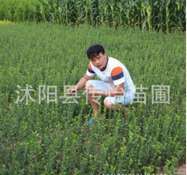 綠化用苗 冬青苗 四季常青 苗圃直銷冬青球 凈化空氣 根系發(fā)達(dá)