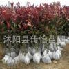 紅葉石楠苗批發 基地銷售 紅葉石楠球 樹苗 綠化道路苗木批發