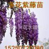 出售綠化工程苗子 紫藤種子 多花紫藤苗 紫花紫藤 攀援花卉
