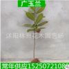 出售綠化工程苗 嫁接廣玉蘭 廣玉蘭小苗 規格齊全 量大優惠