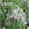 工程綠化苗木苦楝苦練樹苦楝樹苗苦楝小苗苦楝樹紫花樹啞巴樹苗
