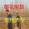 出售1-15公分 櫻花苗 速生櫻花樹苗 晚櫻 紅色重瓣花規格齊全
