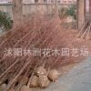 水杉 水杉樹苗 水杉苗 各種規格水杉樹江蘇苗木基地批發
