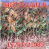 綠化苗木批發 廣玉蘭樹苗 廣玉蘭小苗批發 嫁接廣玉蘭苗批發