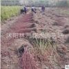 美國紅楓 美國紅楓苗 街道風景樹 盆栽地栽小苗 2-10公分秋火焰