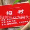 構樹小苗價格 構樹種子價格 構樹苗 基地直銷