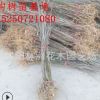 基地批發 構樹樹苗 一年小苗 一手貨源 規格齊全 量大優惠