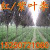 現貨供應紅葉李工程苗 紫葉李小苗 2-10公分紫葉李樹苗 規格齊全