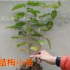 臘梅樹苗 觀賞花卉 素心臘梅花苗 臘梅小苗另有大量臘梅盆景出售