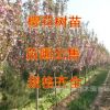 工程綠化日本櫻花小苗彩色樹木晚櫻櫻花樹苗嫁接苗行道園林工程