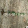 出售小葉羅漢松小苗青臺灣雀舌/日本羅漢松樹苗批發 防輻射植物