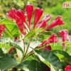 批發錦帶花苗 紅王子錦帶 紅王子錦帶苗 紅王子錦帶花 花期超長