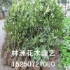 供應園林綠化苗木 法國冬青 珊瑚樹 法國冬青小苗冬青球