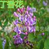 批發紫丁香花苗 白丁香苗樹苗 盆栽綠植丁香花樹苗 庭院植物花卉