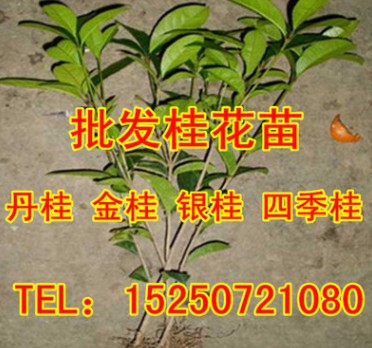 批發桂花樹苗 丹桂 金桂 銀桂 四季桂 規格齊全 低價批發