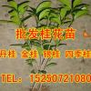 批發桂花樹苗 丹桂 金桂 銀桂 四季桂 規格齊全 低價批發