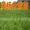 供應小葉黃楊苗 小葉黃楊苗銷售 灌叢綠化綠籬色塊苗 黃楊分栽苗