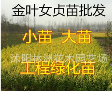 苗圃低價專供金葉女貞小苗 工程綠化大苗 量大優惠 規格齊全
