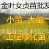 苗圃低價專供金葉女貞小苗 工程綠化大苗 量大優惠 規格齊全