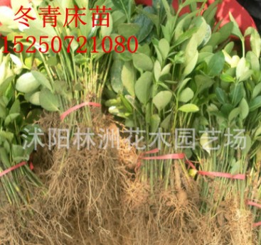 綠籬植物批發 大葉黃楊小苗 大葉黃楊苗冬青小苗規格齊全工程綠化