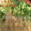 綠籬植物批發 大葉黃楊小苗 大葉黃楊苗冬青小苗規格齊全工程綠化