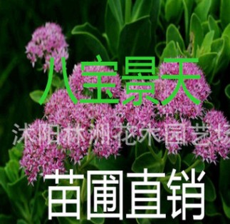 大量供應宿根花卉 盆栽地被 八寶景天 三七景天 福祿考 種苗
