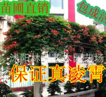 美國凌霄花苗-凌霄大苗-陽臺庭院綠化攀緣--生長速度快
