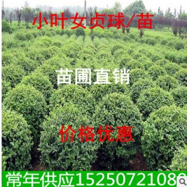 供應 小葉女貞小苗 青葉女貞小苗球 零售和批發 量大優惠