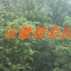 紅豆杉