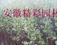 江南榿木