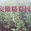 江南榿木