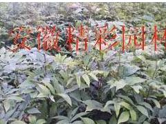 青錢柳苗木