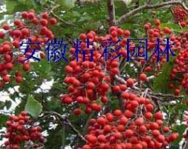 山桐子