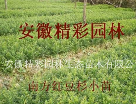 紅豆杉小苗
