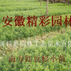 紅豆杉小苗