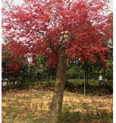 紅楓