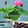 碗蓮種子觀賞水生盆栽植物花卉種子迷你碗蓮種子荷花種子18元1斤
