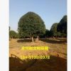 苗木基地直銷精品桂花樹 桂林全州八月金桂 廣西四季桂批發(fā)