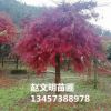 紅楓 精品紅楓 美國紅楓 紅楓樹 綠化植物 廣西紅楓