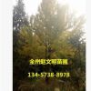 工程綠化樹 銀杏小樹 銀杏樹 規(guī)格齊全占地好白果