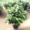 植物小盆栽平安樹苗 綠植花卉平安樹室內客廳辦公植物平安樹苗批