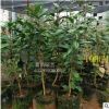 四季金茶花茶花樹苗 盆栽地址金花茶 供應庭院花卉院子觀花植物