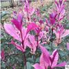 大型農場大量供應桂花樹苗小苗專業培育嫁接批發園林裝飾植物擺件