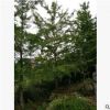 銀杏樹，可直接用于綠化 專業培育批發種苗園林裝飾植物擺件
