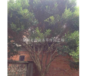 瓜子黃楊