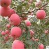 嫁接蘋果樹苗紅富士矮化苗金冠嫁接南北方種植庭院果樹 果大香甜
