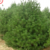 山陽縣峰發(fā)苗木種植白皮松 單品主打